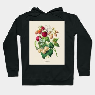 Red Raspberry Antique Botanical Illustration Hoodie